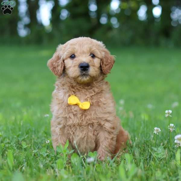 Bentley, Goldendoodle Puppy
